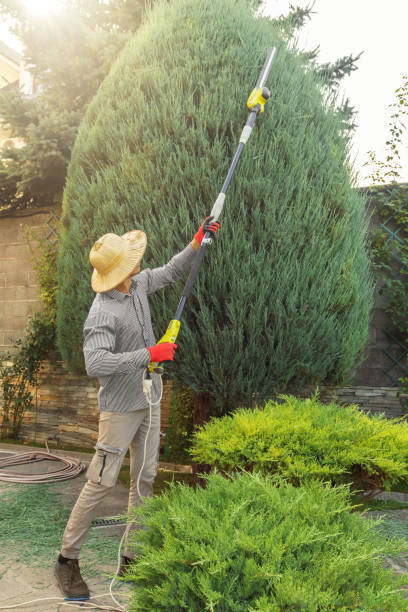 Trusted Bradford, RI Tree Services Experts